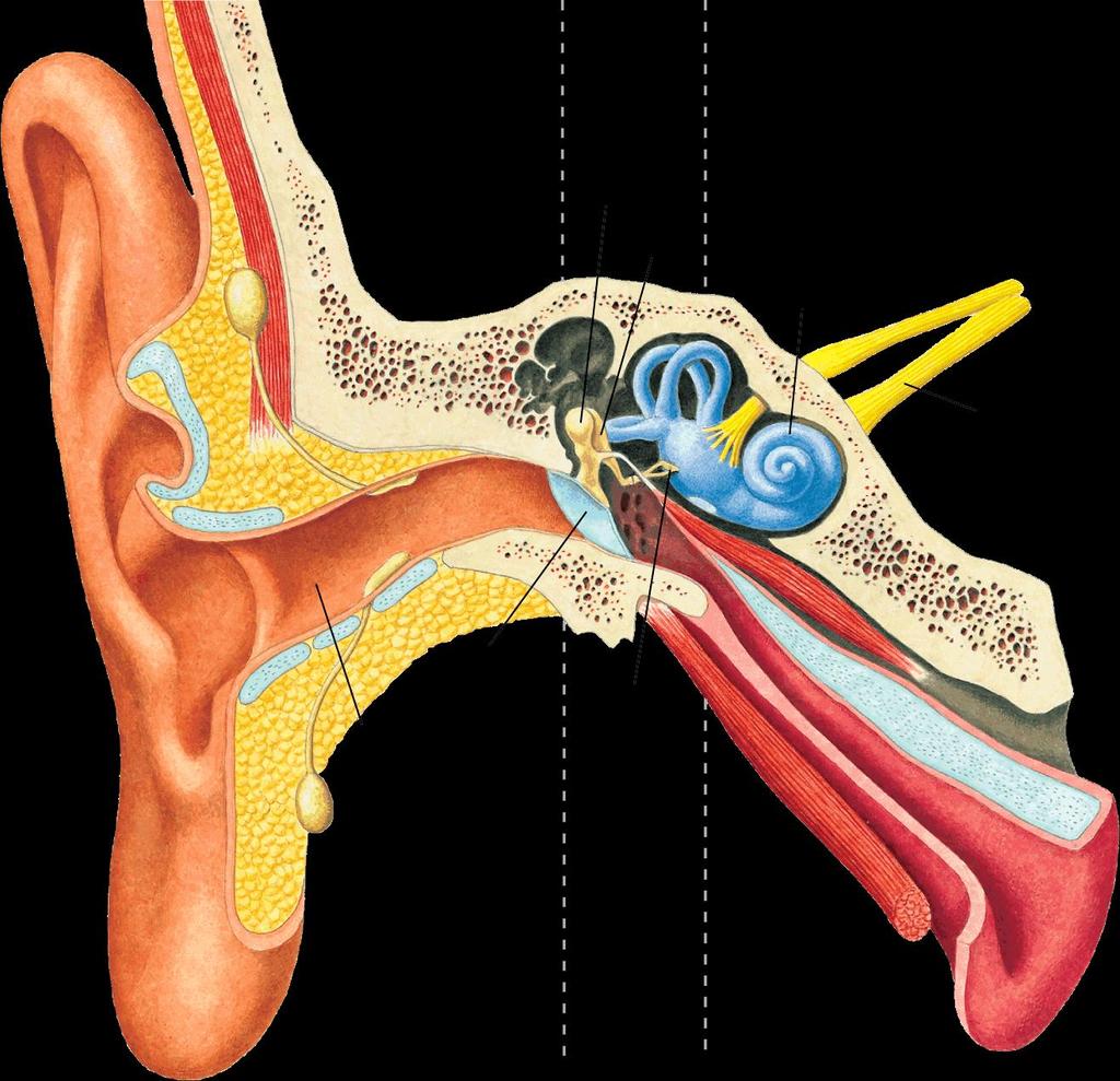 Hearing and the Ear Your ear is a complex system that