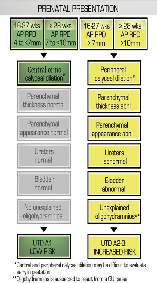 Prenatal Hydronephrosis
