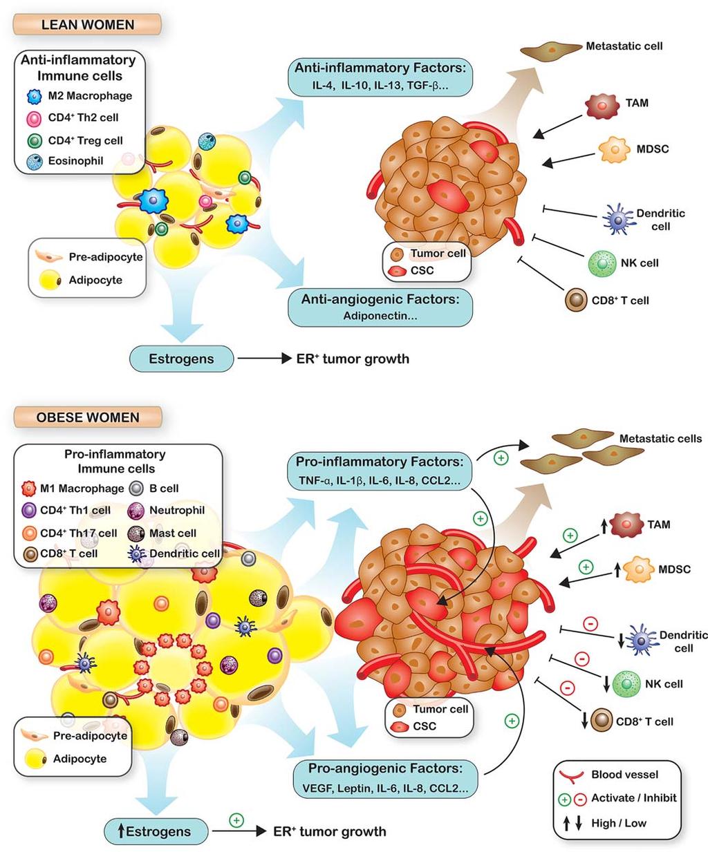 Breast Cancer, Inflammation, and Obesity FIGURE 5. The Role of Obesity in Tumorigenesis.