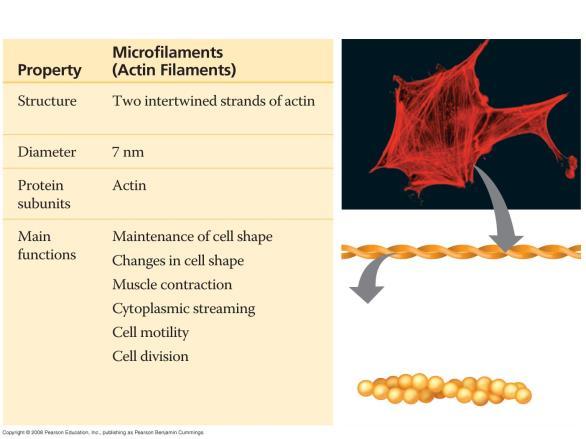 Microfilaments 10 µm Actin