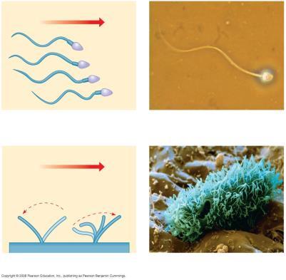 Direction of swimming (a) Motion of flagella Flagella & Cilia 5 µm FLAGELLA are involved in cell motility, are very long, and cells