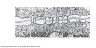 5 µm Plasmodesmata Plasma membranes Secondary cell wall Primary cell wall Middle lamella Plant cell walls contain fibers of cellulose