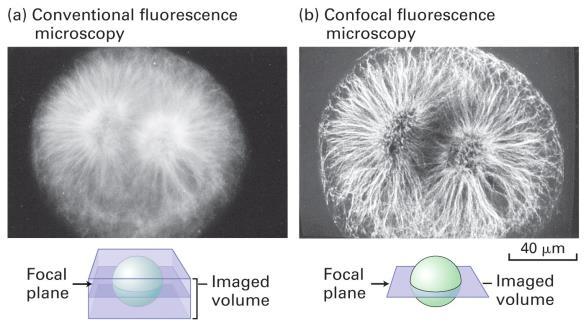 objects that bind the fluorescent stain or antibody objects that are naturally fluorescent Confocal Fluorescence Microscopy Only light from a given