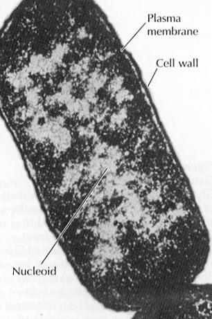 2. Intracellular Structures Cells come in 2 basic types: 1.