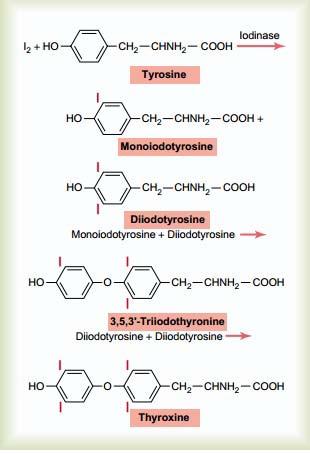 Thyroid hormone biochemistry T1 T2
