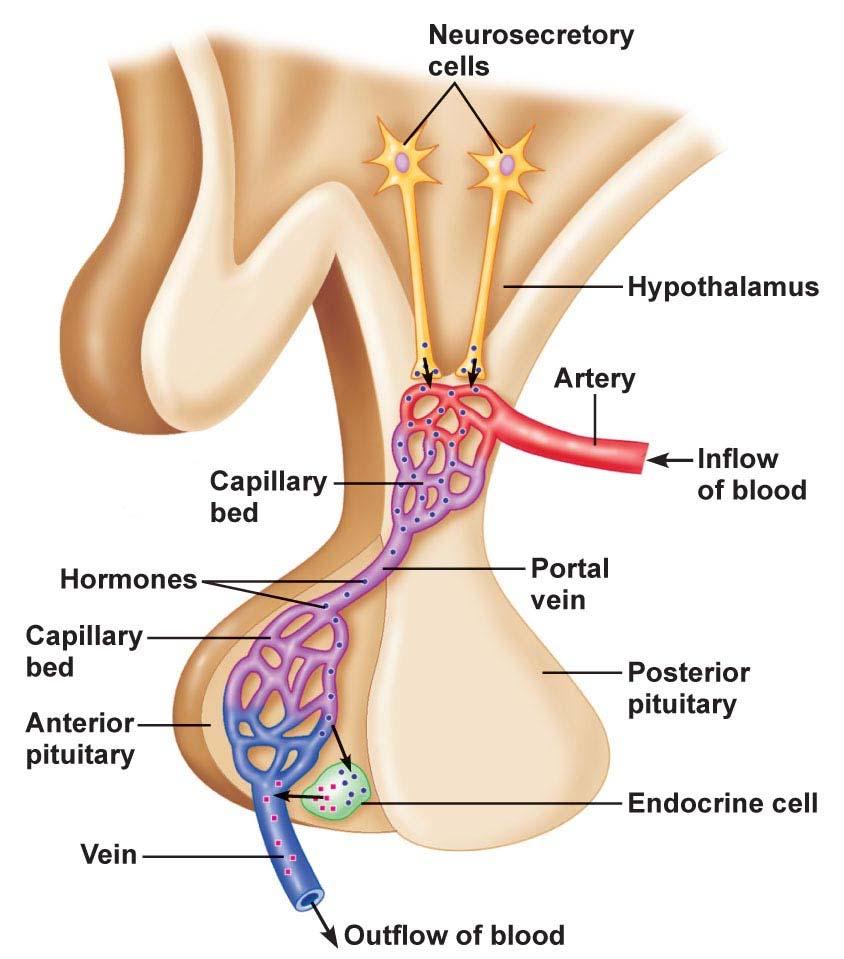 Hypothalamic Pituitary Axis Hypothalamus TRH Paraventricular nucleus Thyrotrophs Median eminence