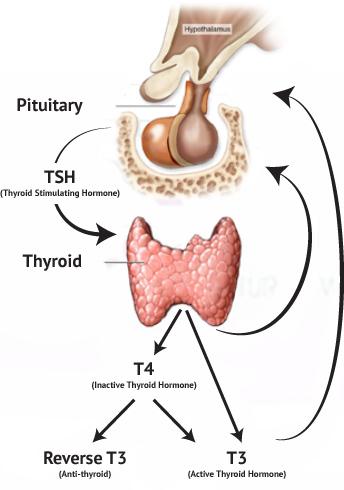 Hypothalamic Pituitary Thyroid Axis TRH TSH T4 and T3 Negative feedback