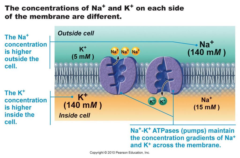 Tetrodotoxin sodium potassium pumps How will this affect neuron