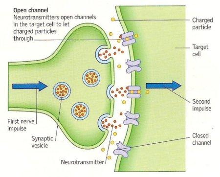 signals Cerebrum Electrical Chemical Electrical How does the
