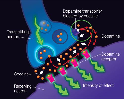 The Physiology of the High Drugs of abuse activate the dopamine system in the reward pathway Cocaine Blocks reabsorption of dopamine at the synapse