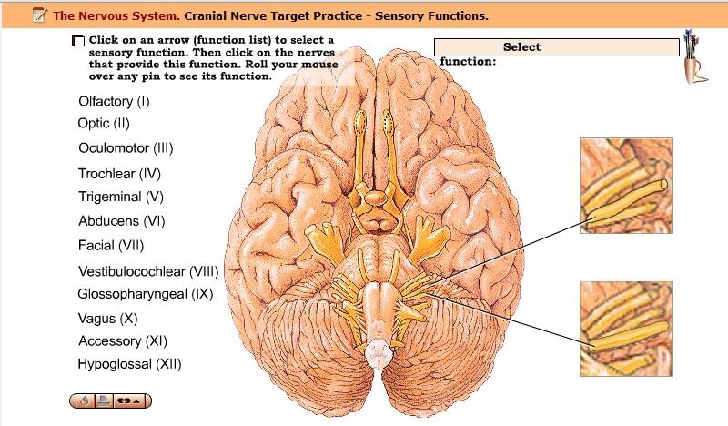 Activity 6: Cranial Nerve - Sensory Function Navigation: WileyPlus > Read, Study, and Practice > Lab Exercise 20.
