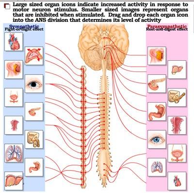 Activity 8: Autonomic Nervous System Navigation: WileyPlus > Read, Study, and Practice > Chapter 15. The Autonomic Nervous System > Do > Interactive Exercise: Sort ANS Functions 1.
