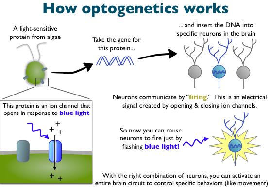 Studying the Nervous System Optogenetics: