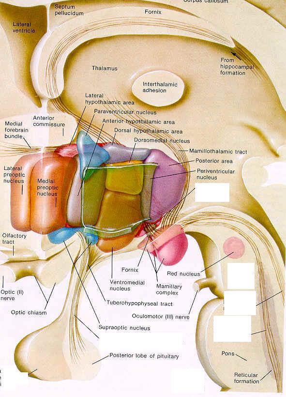Figure 27: Hypothalamus and thalamus revealed from an animated sagital section. Thalamus The thalamus is located above the hypothalamus in the center of the cerebral hemispheres.