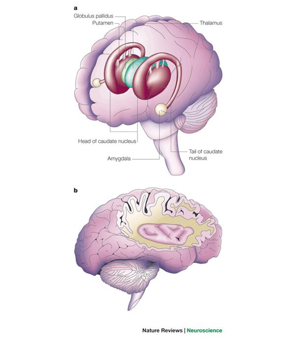 Figure 28: The structures of the basal ganglia include the caudate nucleus, the putamen, and the globus pallidus.