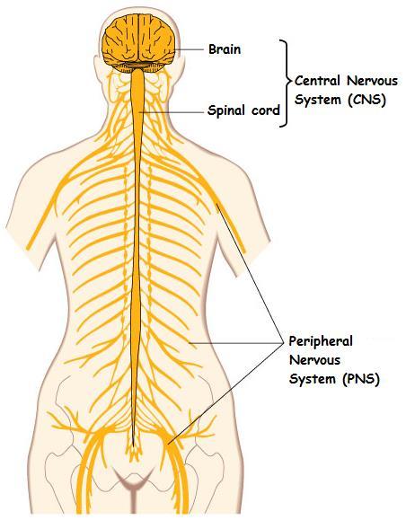 The Nervous System The nervous system of the human body is responsible for numerous functions, such as: analysing sensory information from the body and external environment storing some information