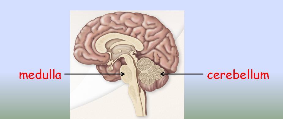 Parts of the Brain The Brain The brain is composed of three interconnected layers: The Central Core the central core the limbic system the cerebral cortex The central core contains: The medulla which