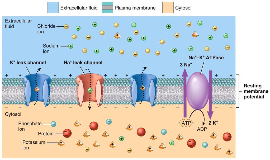 RESTING MEMBRANE POTENTIAL 3 factors contributing to negative resting membrane potential: 1.