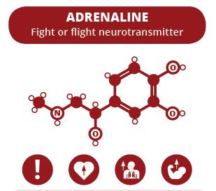 NEUROTRANSMITTERS o Norepinephrine or noradrenaline (NE) Structure: monoamine, synthesized from dopamine Released by CNS and ANS neurons Function: regulates mood, dreaming, awakening from deep sleep