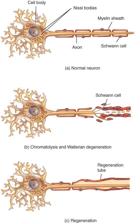 REPAIR WITHIN THE PNS o Axons & dendrites may be repaired if neuron cell body remains intact Schwann cells remain active and form a tube scar tissue does not form too rapidly o 24-48 hours :