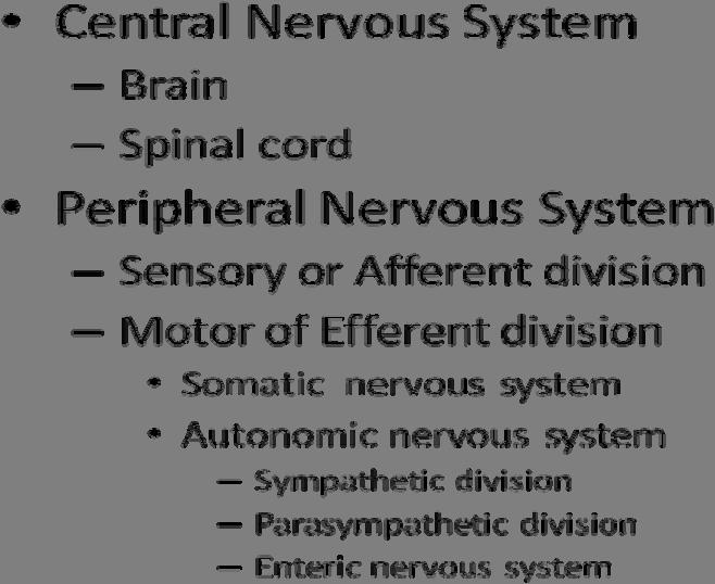 sensory or afferent division and the set of components sending instructions, in the form of action potentials, to the different parts of the