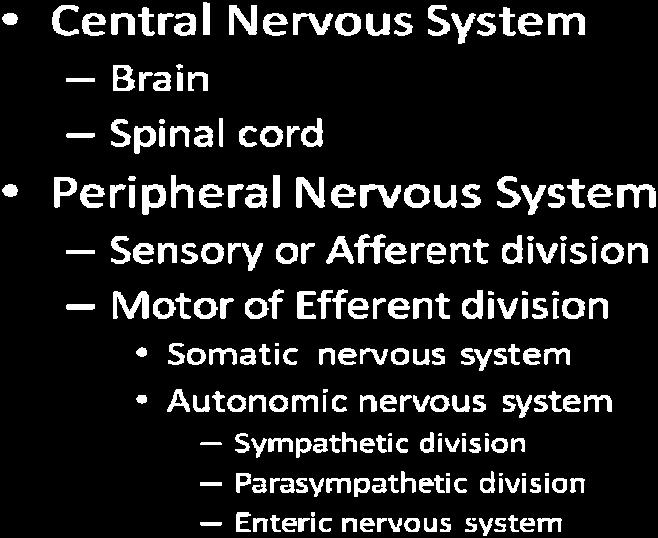 C Autonomic (Efferent) The sensory division is made of neurons which have their bodies located in the dorsal root ganglion and they are the