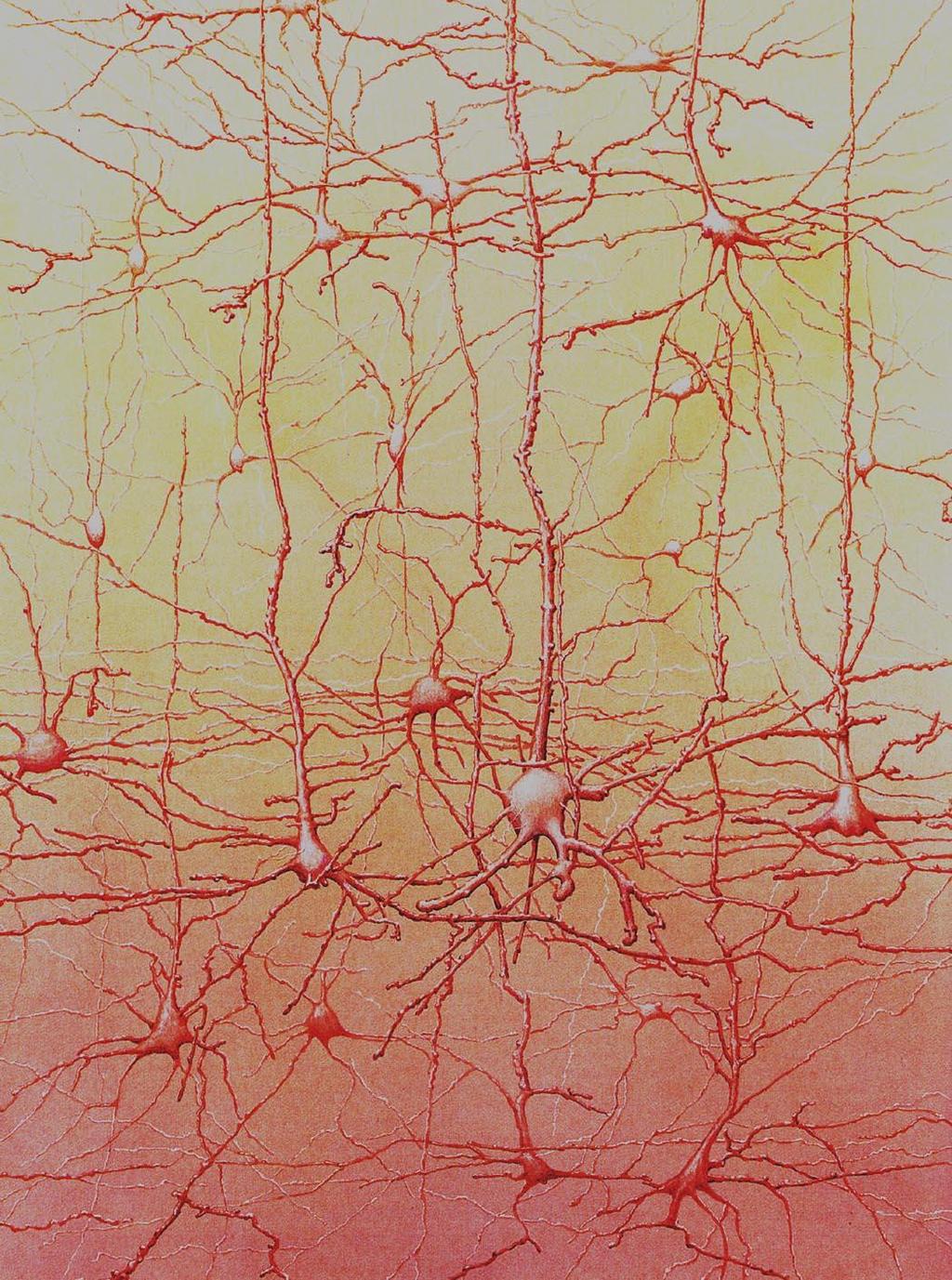 A neural neighborhood Each neuron synapses with approximately 1,000 other