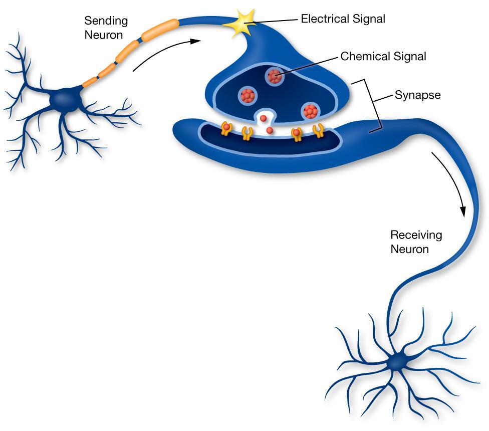 Neurons signal each other