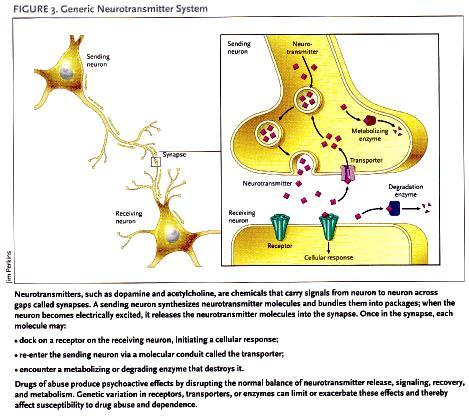 Sending neuron Sending neuron synapse Receiving neuron neurotransmitter Receiving Degradation enzyme Neurotransmitters, such as dopamine and acetylcholine, are chemicals that carry signals from