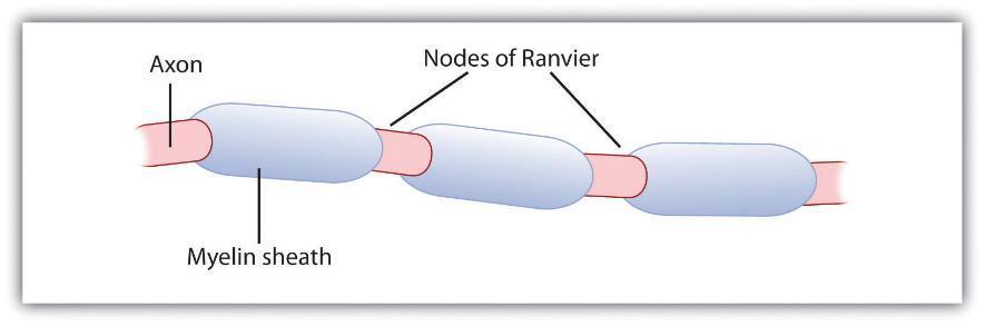 Myelinated Axons nodes of Ranvier are the gaps between the myelin sheaths