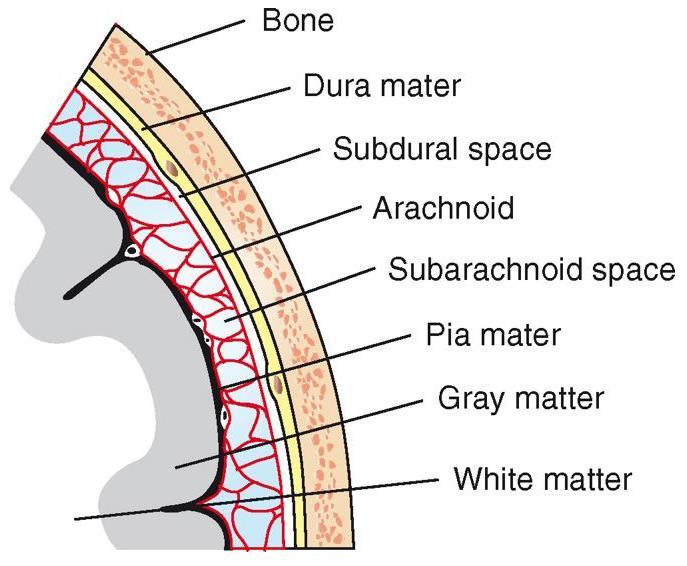 Meninges connective tissue layers that surround brain and spinal cord supply nutrients and oxygen, and provide some cushioning 3 layers dura mater