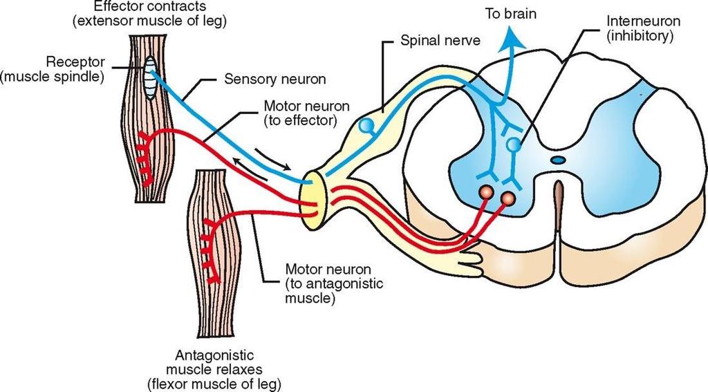 Stretch Reflex simple, monosynaptic, two-neuron reflex arc involves a sensory neuron