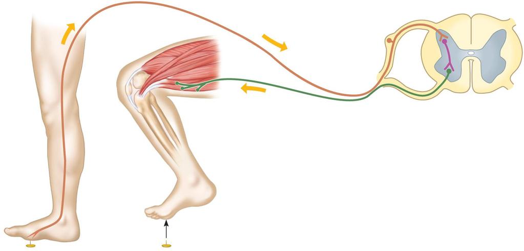 Example is a withdrawal reflex (flexor reflex) Prevents or limits tissue damage.