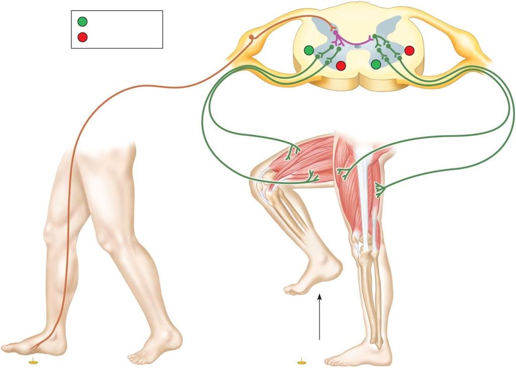 Example crossed extensor reflex Crossing of sensory impulses within the reflex center to produce an opposite effect Interneuron.