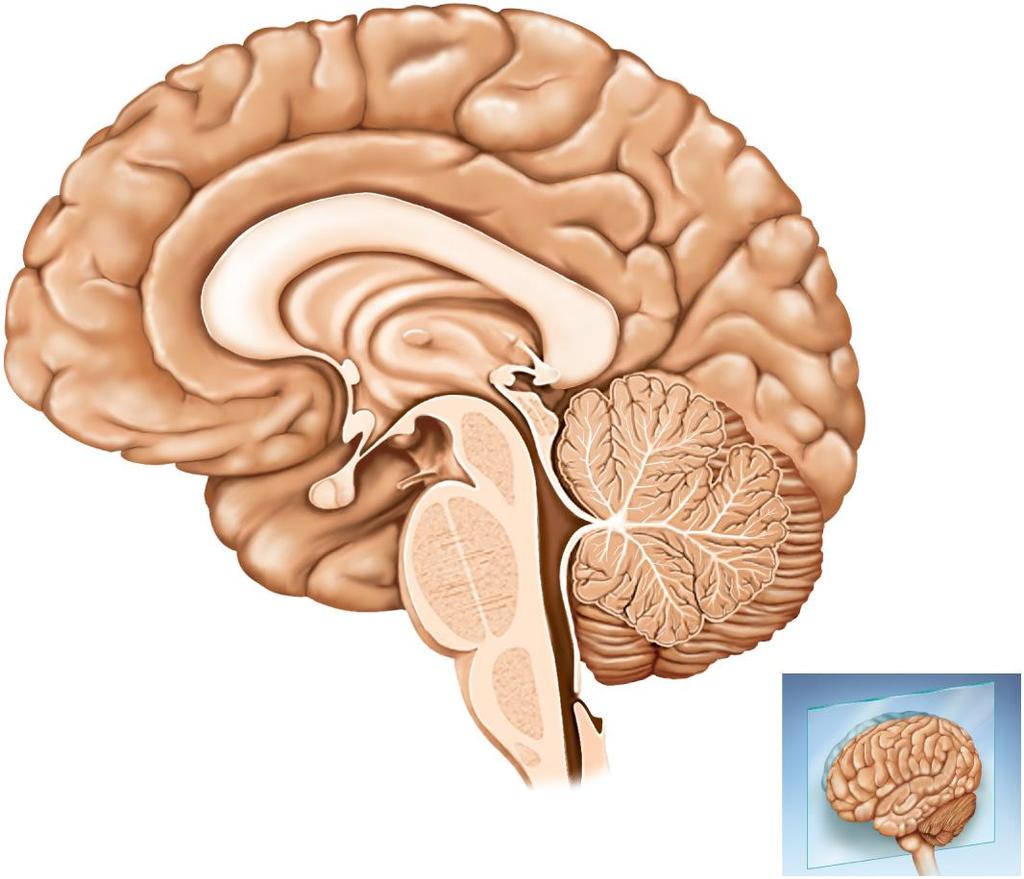 Median Section of the Brain.