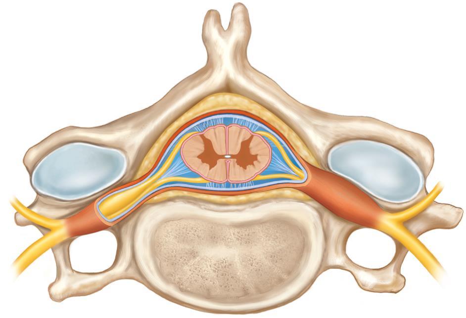 Meninges of Vertebra and Spinal Cord.