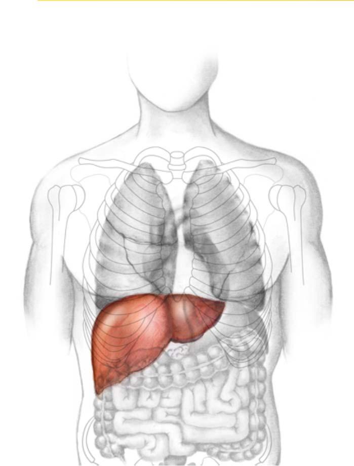 Liver liver Largest internal organ Can regenerate itself Filter of the body Filters