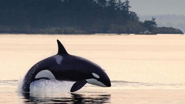 The Vocal Behavior of Mammal-Eating Killer Whales: