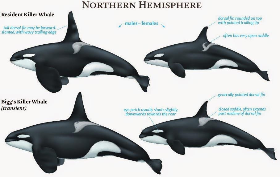 Distinct Ecotypes of Killer Whales