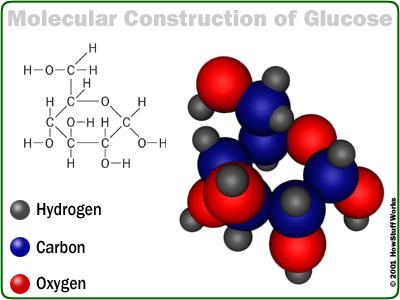 In this article, we will examine this serious disease. We will look at how your body handles glucose.