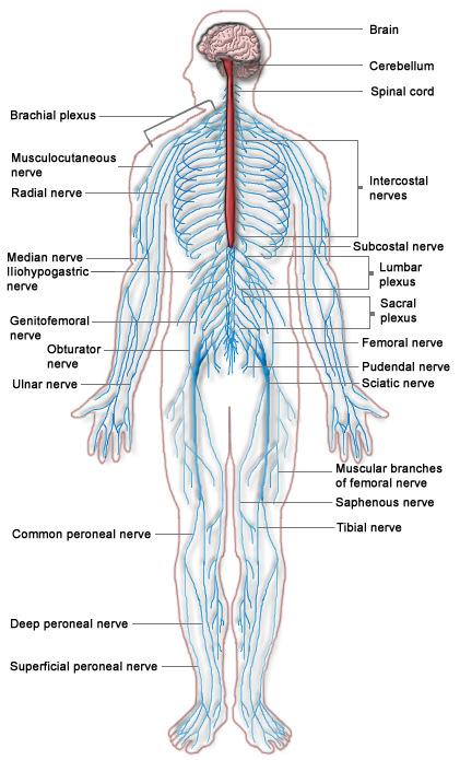 Nervous System The Brain and Spinal Cord Unit 7b Chetek High