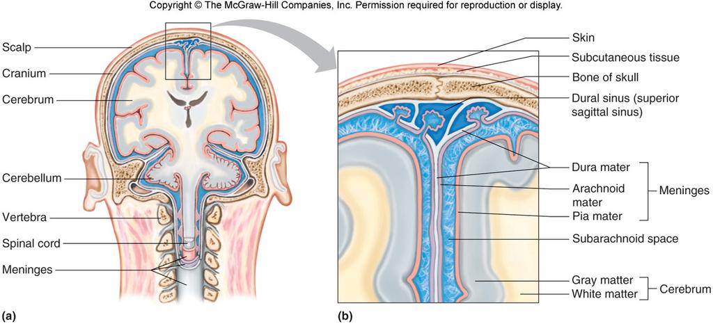 The organs of the CNS are covered by membranes a.