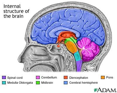 d. The thalamus, hypothalamus, basal ganglia, and gray matter masses make up the E. The Brain Stem 1. Bundle of nerve fibers that connects the i. Creates feelings of a. Midbrain: i.