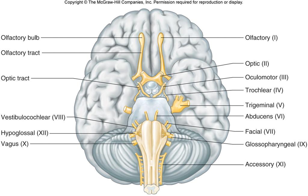 9.15 Peripheral Nervous System C. Cranial Nerves 1. Arise from the brain stem 2. Most are mixed nerves a. Sensory fiber cell bodies b. Motor fiber cell bodies are in the 9.