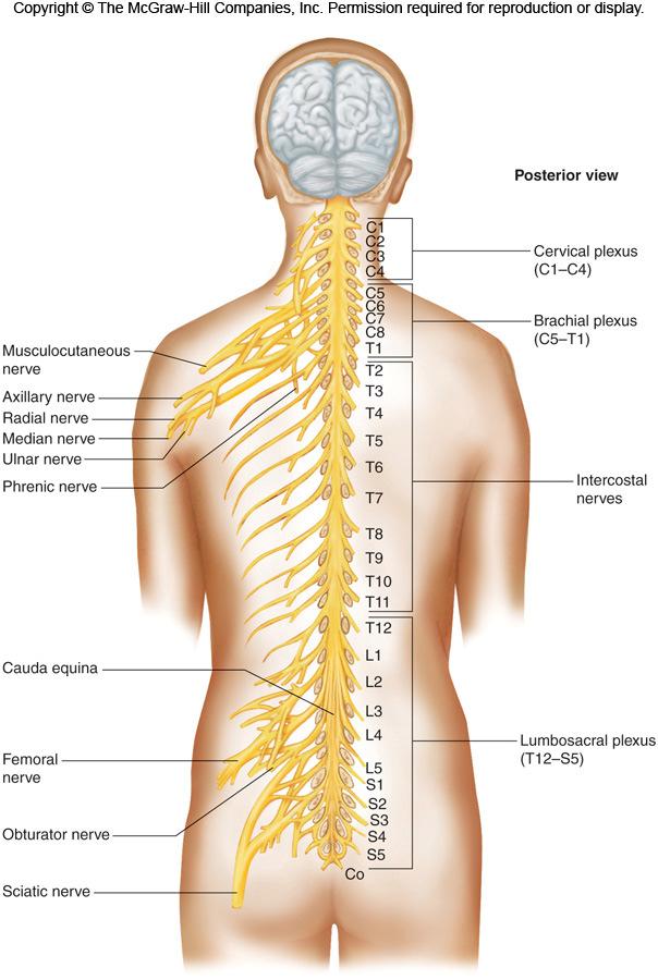 9.15 Peripheral Nervous System d. Lumbosacral Plexus (lumbar region to pelvis) i. Includes the fibers from the e.
