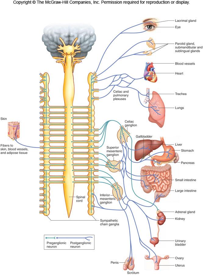 9.16 Autonomic Nervous System D.