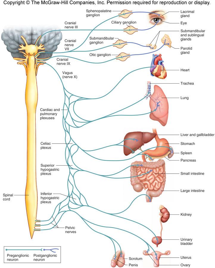have the ultimate control (brain stem, hypothalamus, limbic system). 9.16 Autonomic Nervous System 2.