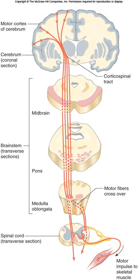 lumbar region of the spinal