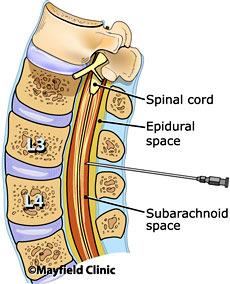 Functions of the Spinal