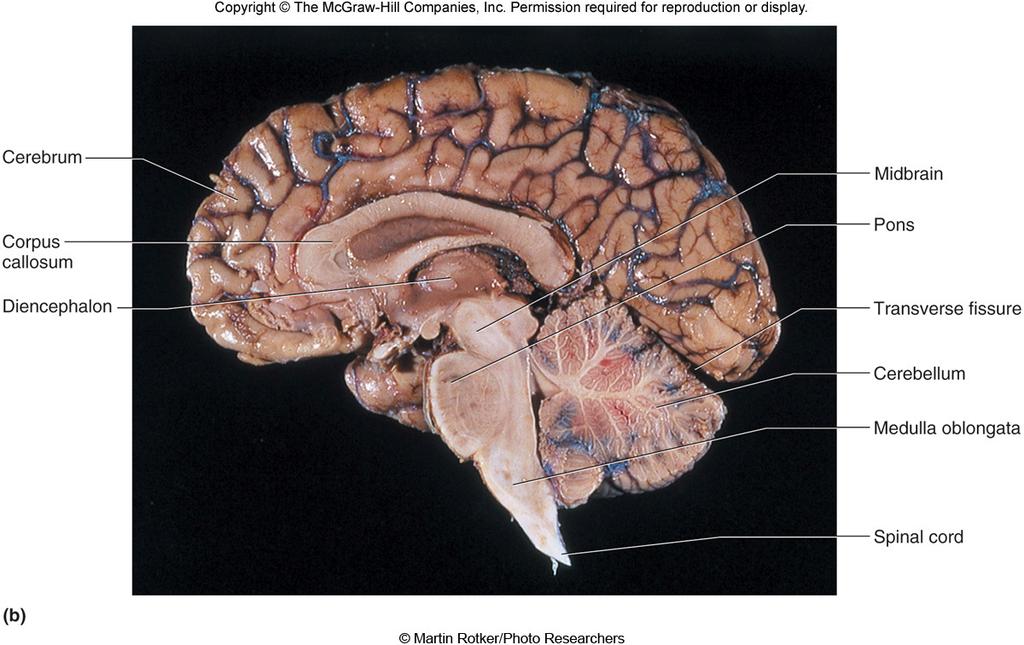 A. Structure of the Cerebrum 1. Composed of 2 2. Connected by the a. Consists of a deep bridge of b. Separated by 3. The surface of the cerebrum has many ridges called a.